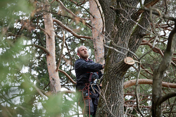 Tree and Shrub Care